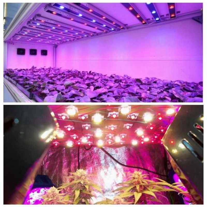 50ks 3w 380nm-840nm Full Spectrum Led Plant Grow Light Chip For Garden 3.0-3.4v