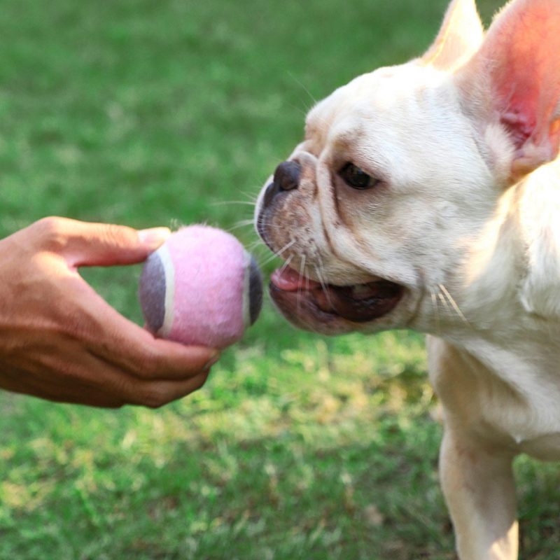 Pet Dog Tenis Naháňanie Tréningový Valček Ball Toys Form